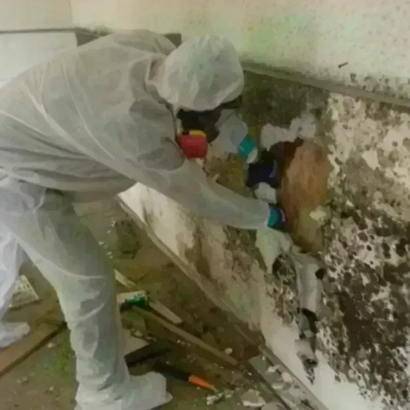 Mold Remediation and Removal in Gruver, TX